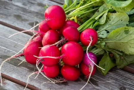 فوائد الفجل الاحمر الكثيرة للجسم والقيمة الغذائية للفجل الاحمر