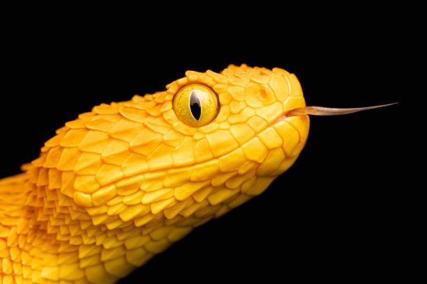 Interpretation of seeing a yellow snake in a dream