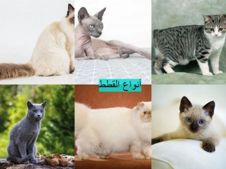 أنواع القطط وطرق تربيتها و علاجها و مجموعة من أسماء للقطط