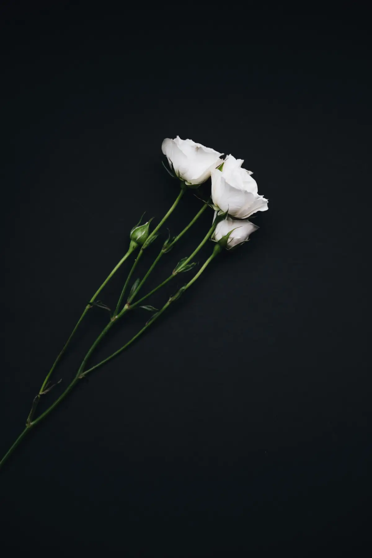 خلفيات سوداء فخمة170